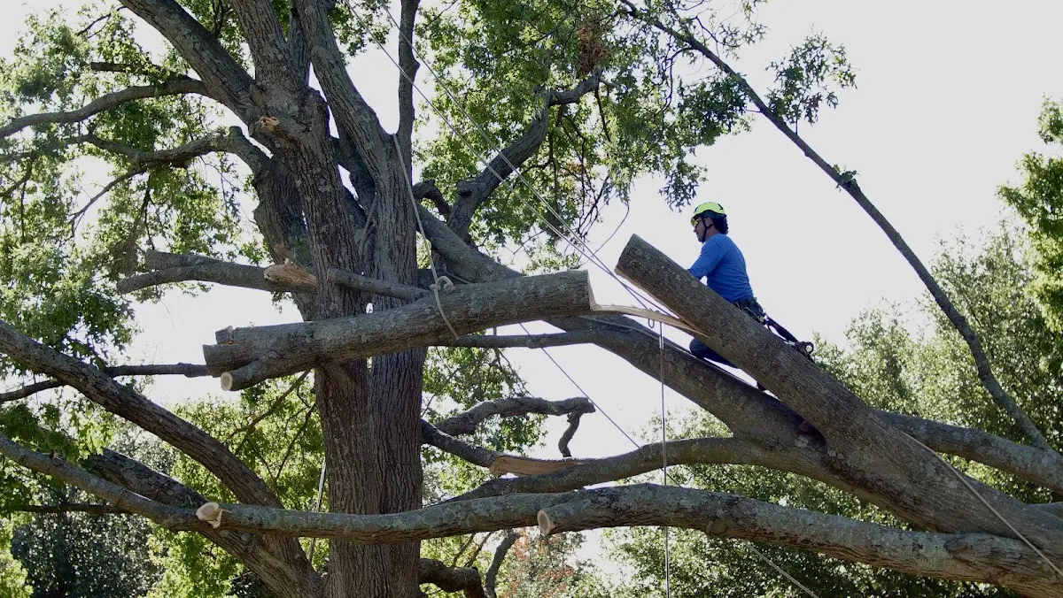 Professional Crown Thinning performed by certified arborists in Commerce