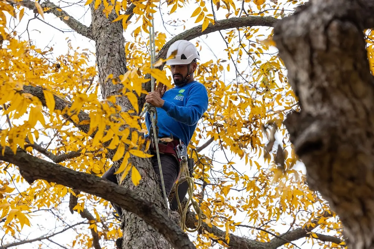 Skilled Tree Trimming crew working in Commerce
